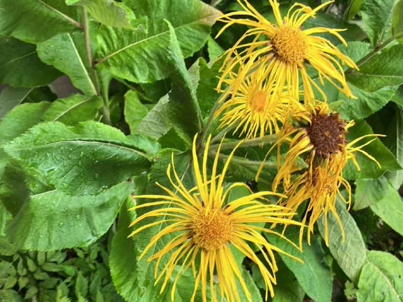 inula