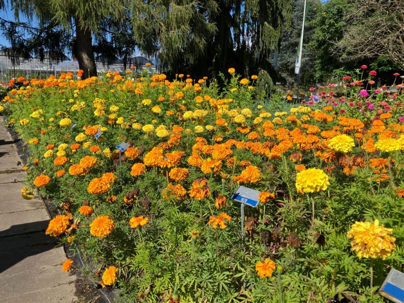 14 tagetes