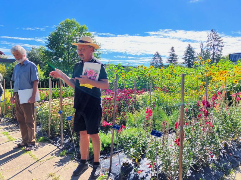 15 burri christian sonnenblumen