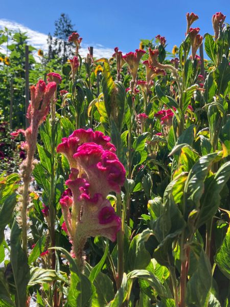 16celosia cristata