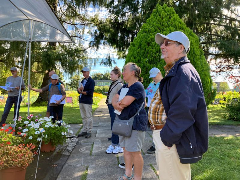 4 eugen gruppe pelargonien